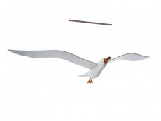 Albatros 146cm